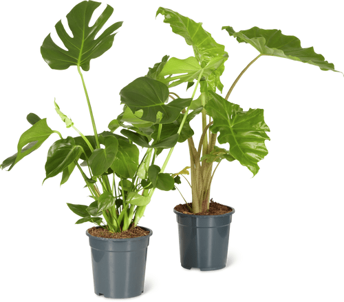 Foliage Plants Mix 21 cm