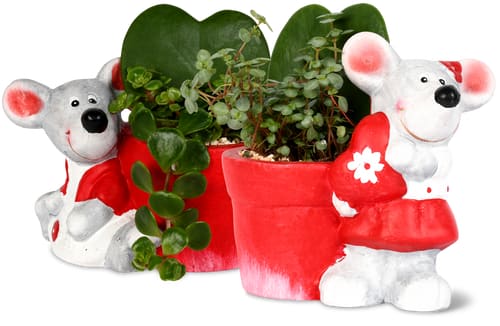 Ciotola per interni Rita 5