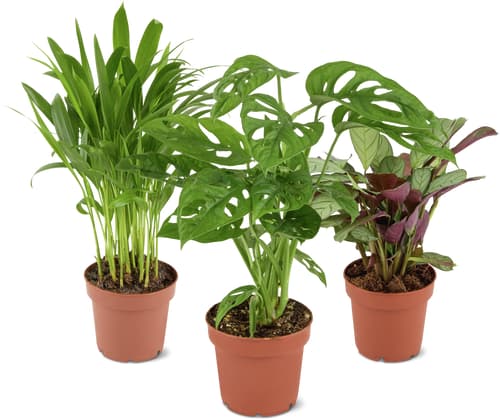 Foliage Plants Pot, Mix 12 cm