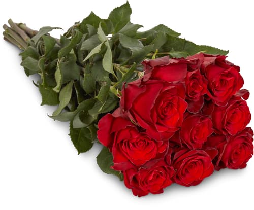 Roses nobles rouges 60 cm