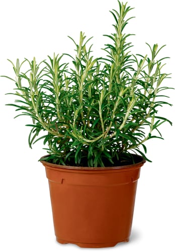Bio Rosmarin, Topf Ø 13 cm