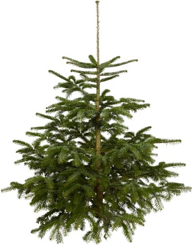 Sapin Nordmann 170 cm