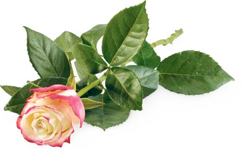Fairtrade Stück Rose Sweetness 60cm