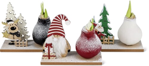 Amaryllis on Wooden Board 19 x 8 cm