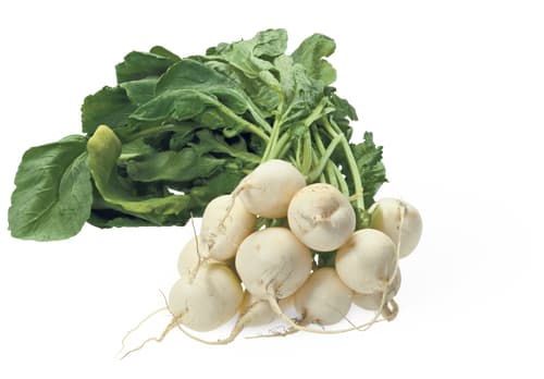 Fresca Radishes White