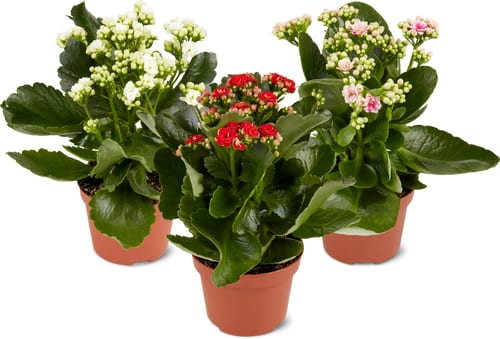 Kalanchoe Filled 10 cm