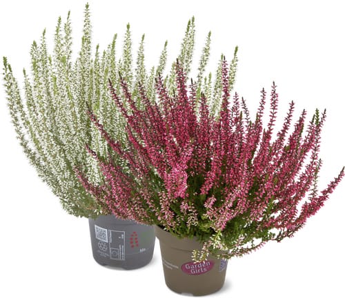 Calluna 13cm