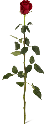 Rosa al pezzo rosso, 60 cm