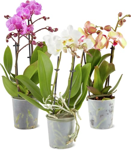 Phalaenopsis multiflora 2 Panicles 9 cm