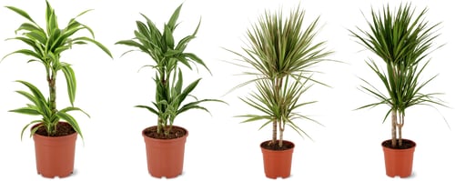 Foliage Plant Mix 17 cm