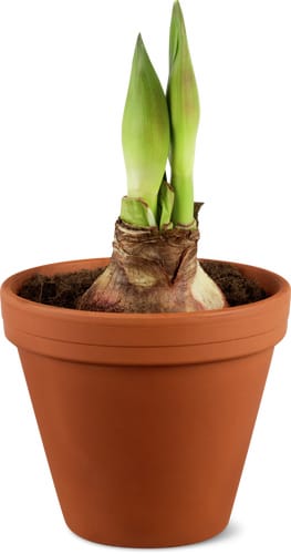 Amaryllis 13 cm in Clay Pot
