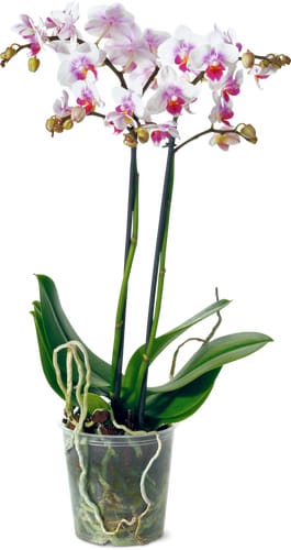 Phalaenopsis Multiflora