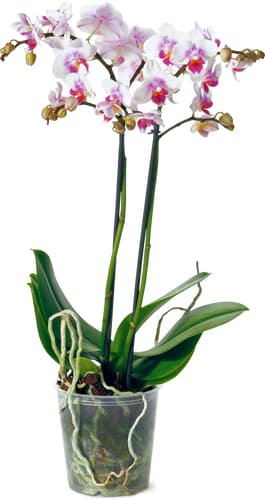 Phalaenopsis multiflora 2 hampes florales, 12 cm