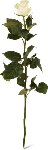Fairtrade Stück Rose weiss 70cm