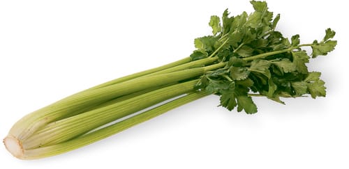 Stangensellerie