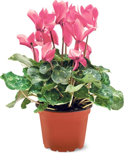 Aus der Region Cyclamen