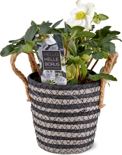 Elleboro 13 cm con coprivaso