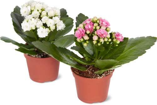 Kalanchoe gefüllt, Topf Ø 6 cm