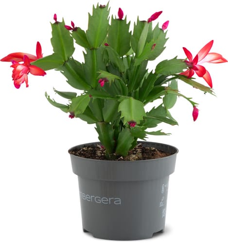 Schlumbergera 13 cm