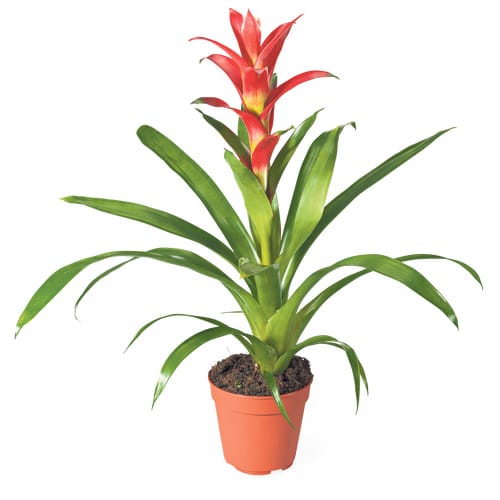 Bromelia 12 cm