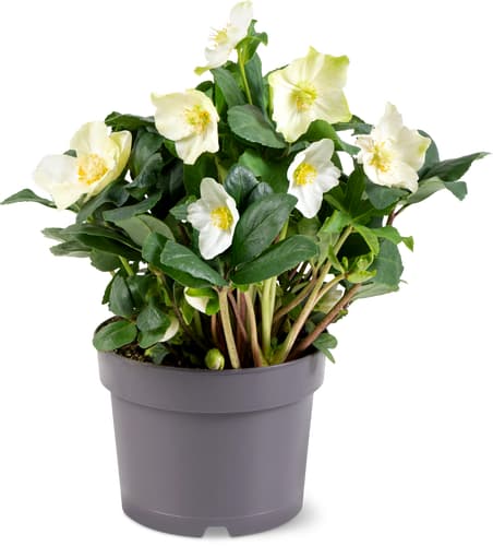 helleborus 17cm