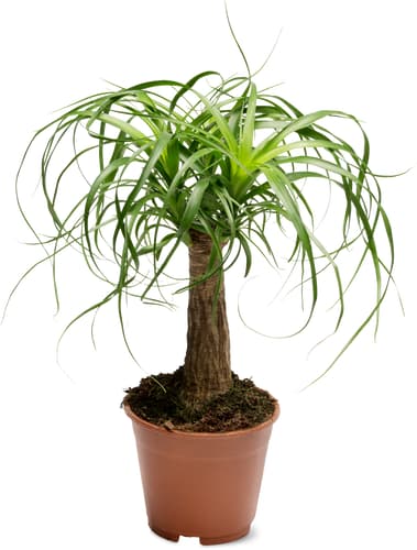 Beaucarnea, Topf Ø 14 cm