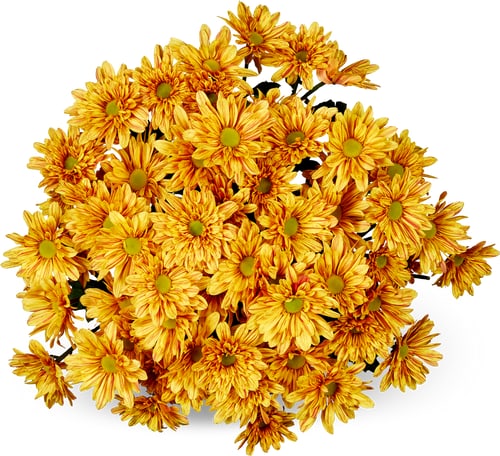 Chrysanthemen Reagan, Bund 7 Stück