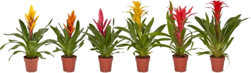 Bromélia Mix, 12 cm