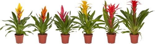 Bromelia/Guzmania 12cm