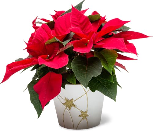 De la région Stella di Natale