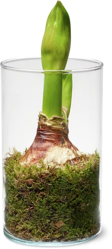 Amaryllis Moss 12 cm in Jar