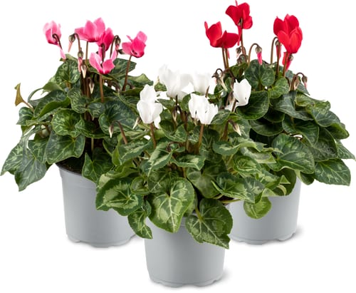 Ciclamini fiori piccoli, 10cm