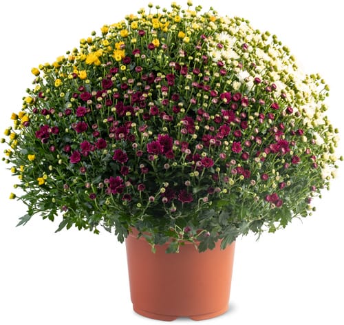 Chrysanthemen Kugel Tricolore (Topf, Ø 19cm)