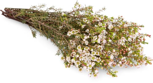 Wachsblumen, Bund 5 Stück