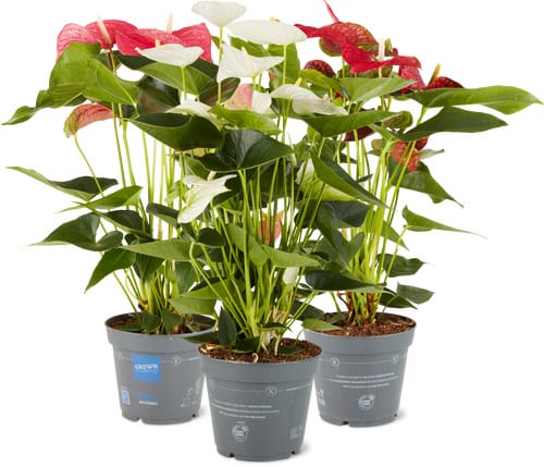 Anthurium 17cm