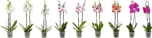Phalaenopsis 2 Rispen, Topf Ø 12cm