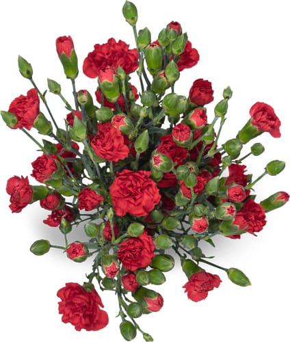 Spray carnations, bunch of 14