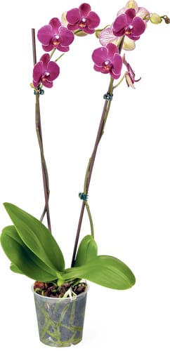 Phalaenopsis 2 Rispen, Topf Ø 12cm