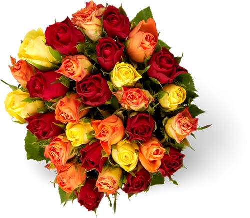 MH Roses 30pc Arlequin