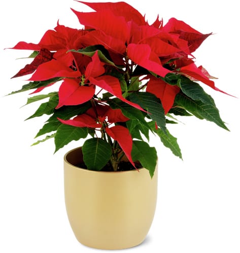 Aus der Region Poinsettia 13 cm in Planter