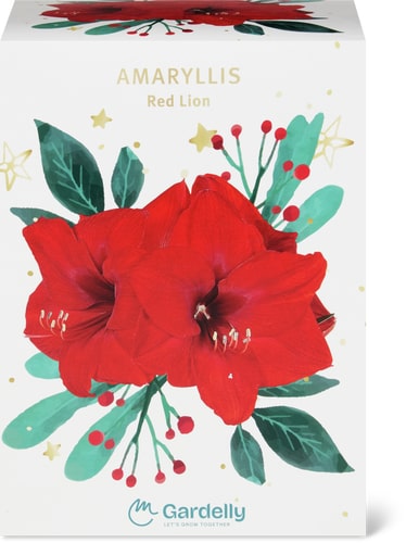 Do it + Garden Amarillide Rembrandt Rosso