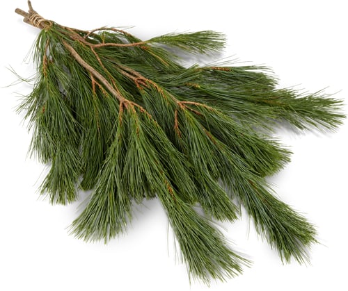 White Pine Decorative Branches