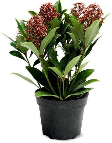 Skimmia 12 cm