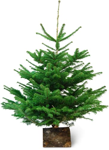 Nordmann Fir 90 cm, 120 cm