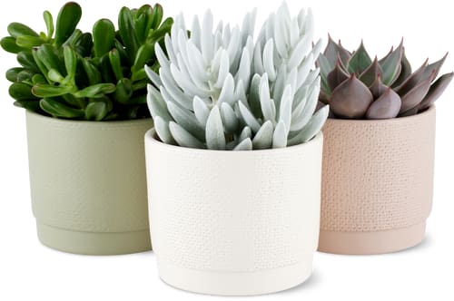 Cactées et plantes grasses en cache-pot