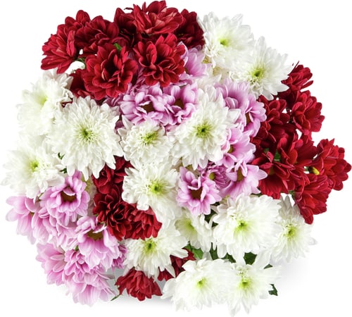 Chrysanthèmes Ton sur ton