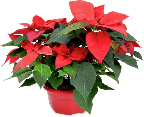 Poinsettia  17 cm