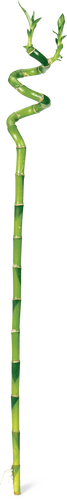 Lucky Bamboo en spirale 60 cm