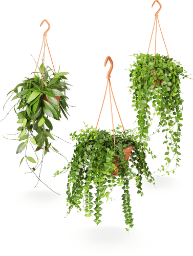 Hanging Basket Plants Pot, Mix 14 cm