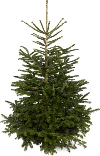Nordmann Fir 200 cm